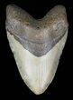 Large, Megalodon Tooth - North Carolina #58485-1